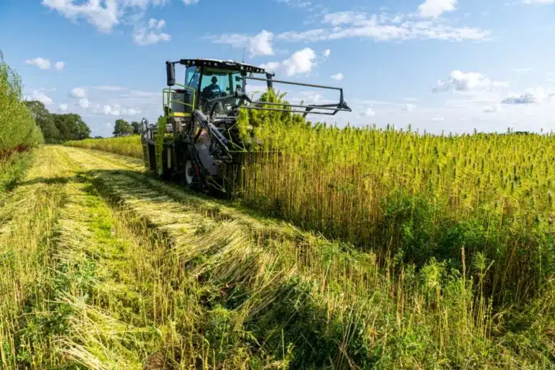 Récolte de chanvre agricole.