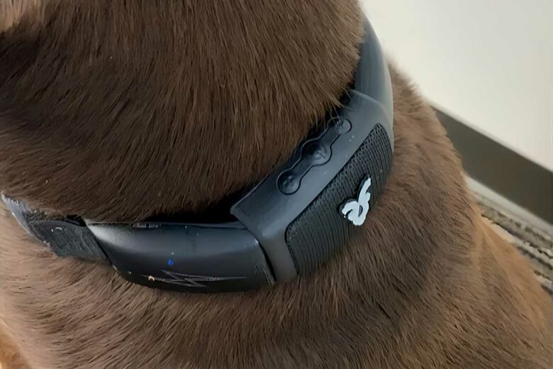 Le collier pour chien Shazam.