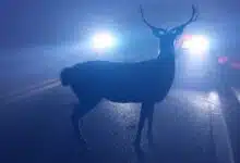 Un animal qui se trouve sur la route en pleine nuit peut provoquer de graves accidents.