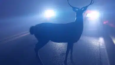 Un animal qui se trouve sur la route en pleine nuit peut provoquer de graves accidents.