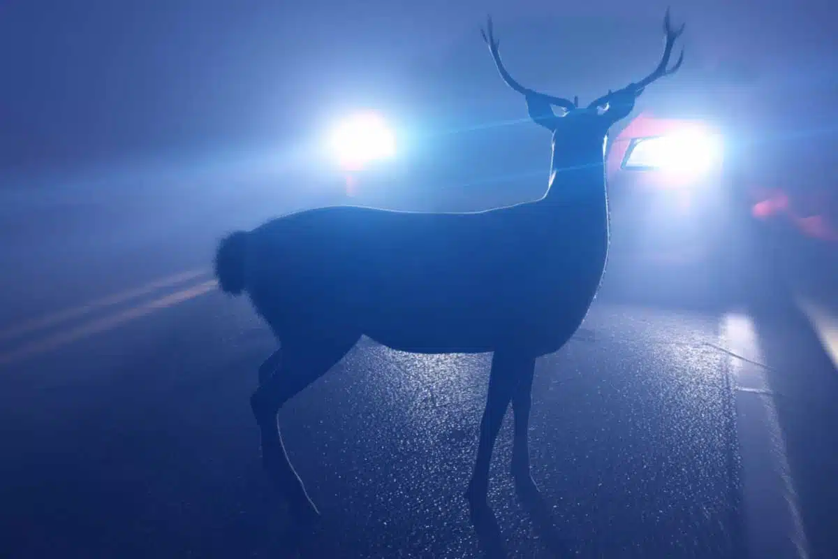 Un animal qui se trouve sur la route en pleine nuit peut provoquer de graves accidents.