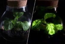 La startup propose d'éclairer les rues ou les habitations avec des plantes bioluminescentes pour réduire les dépenses d'énergie et les émissions de CO2.