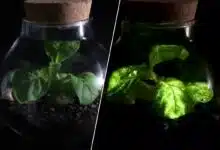 La startup propose d'éclairer les rues ou les habitations avec des plantes bioluminescentes pour réduire les dépenses d'énergie et les émissions de CO2.