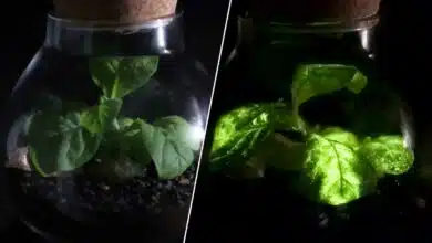 La startup propose d'éclairer les rues ou les habitations avec des plantes bioluminescentes pour réduire les dépenses d'énergie et les émissions de CO2.