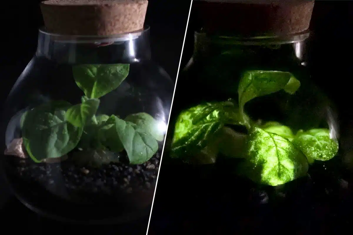 La startup propose d'éclairer les rues ou les habitations avec des plantes bioluminescentes pour réduire les dépenses d'énergie et les émissions de CO2.