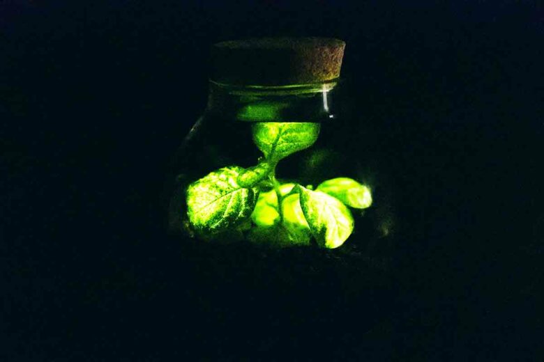 Une plante bioluminescente développée par Woodlight, cette innovation pourrait révolutionner l'éclairage.