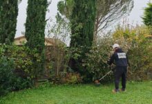 Un homme passe la débroussailleuse.