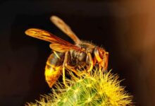 Un frelon asiatique sur un cactus.