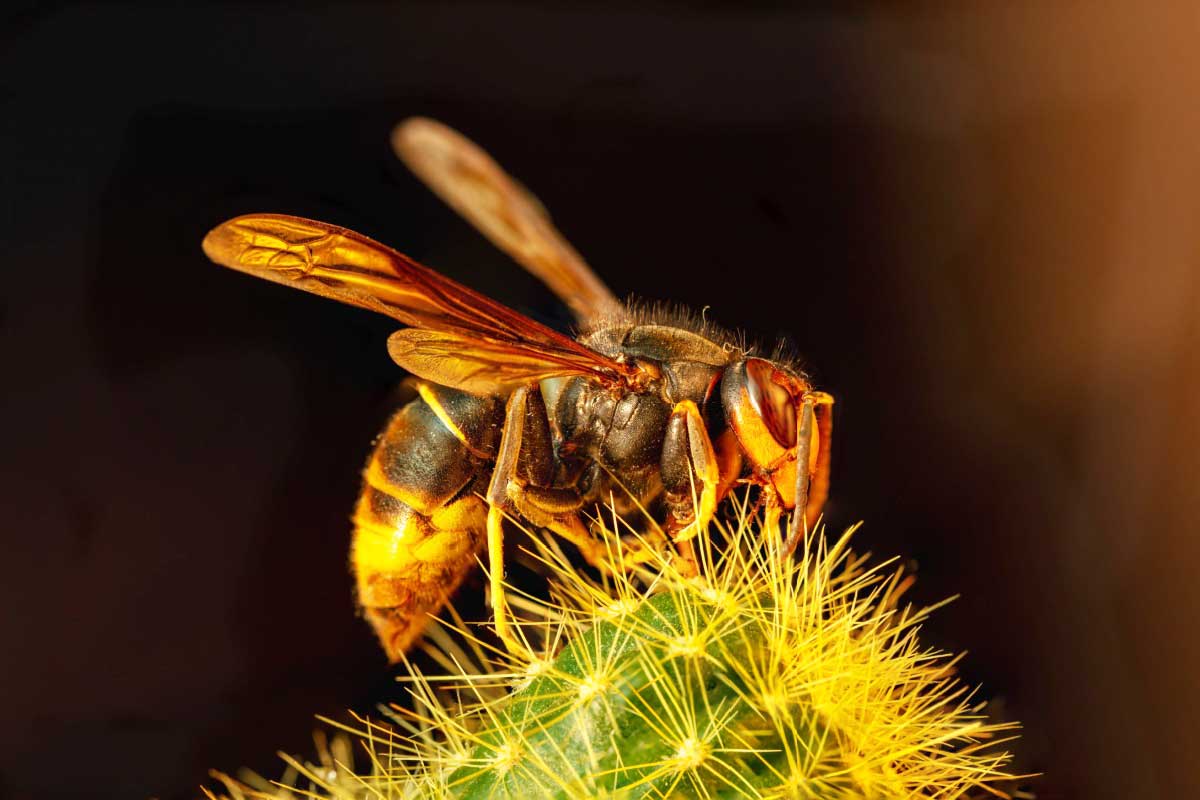 Un frelon asiatique sur un cactus.