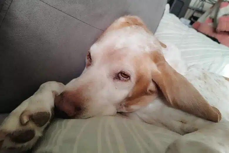 Un chien se repose sur le canapé.