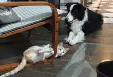 Un chien et un chat heureux dans le salon.