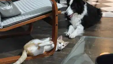 Un chien et un chat heureux dans le salon.