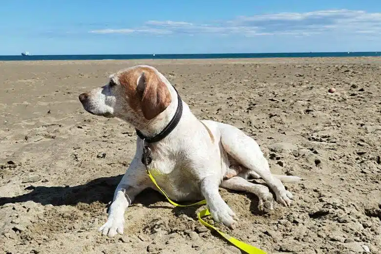 Un chien sur une plage avec sa laisse.