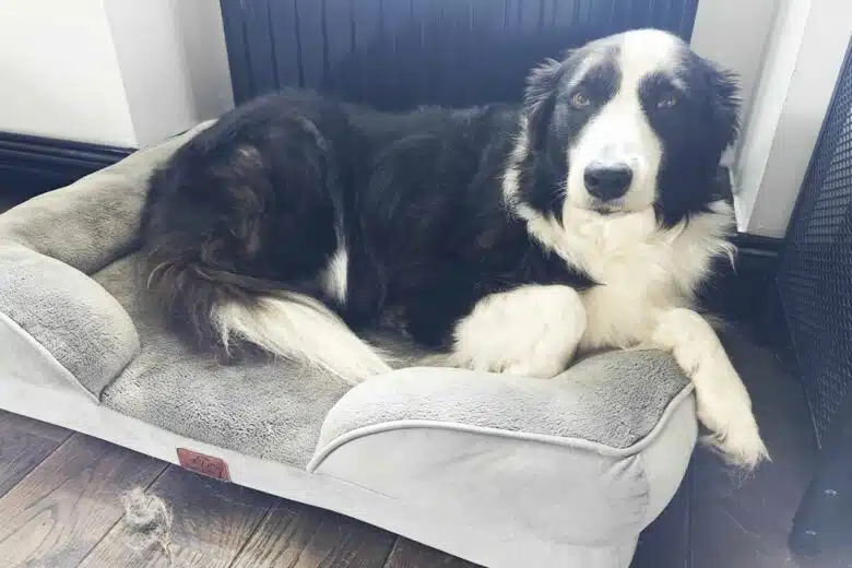 Yumi, une femelle border collie posée sur son coussin.