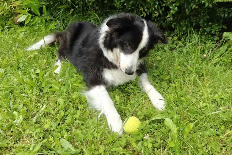 Un chien joue avec une balle.