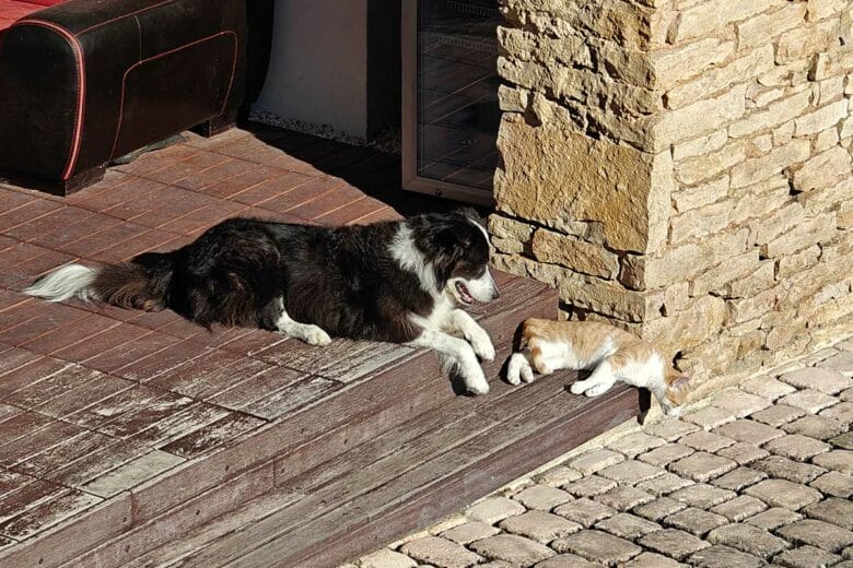 Un chien et un chat qui prennent un bain de soleil.