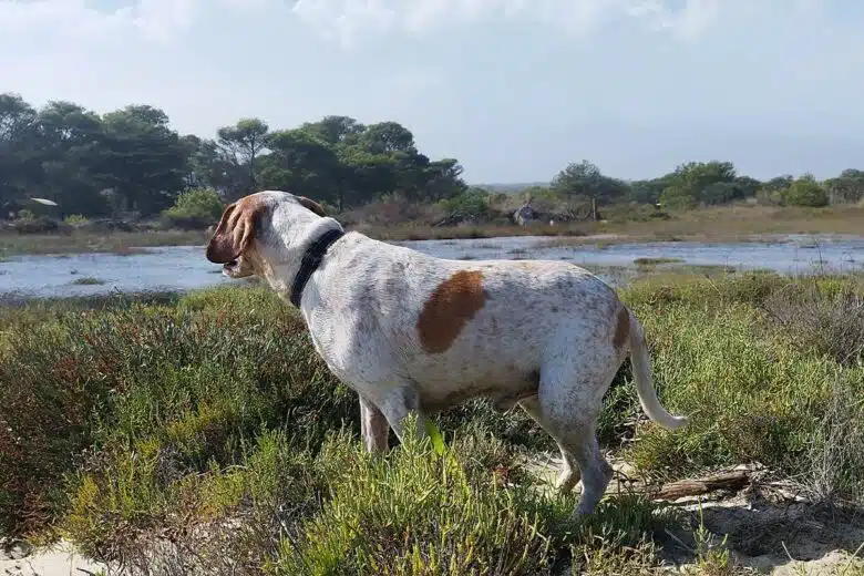 Un chien dans un vaste paysage.