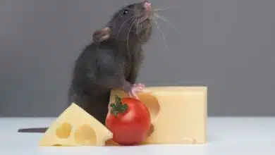 Un rat devant du fromage et une tomate cerise.