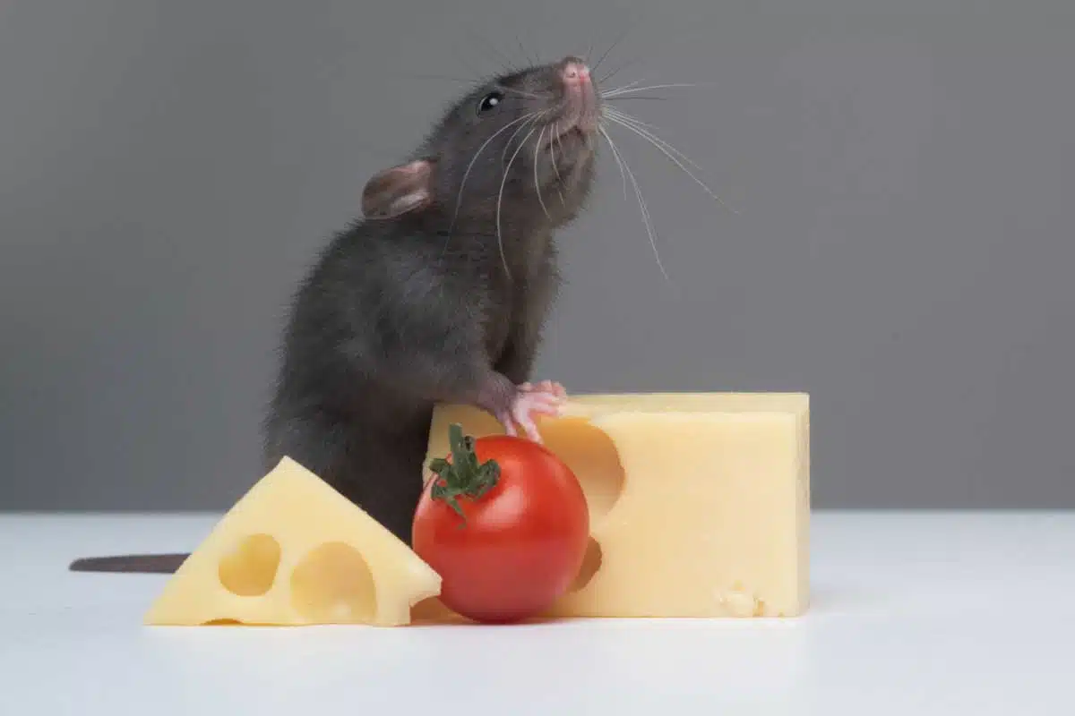 Un rat devant du fromage et une tomate cerise.