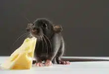 Un rat (de compagnie) qui mange un morceau de fromage.