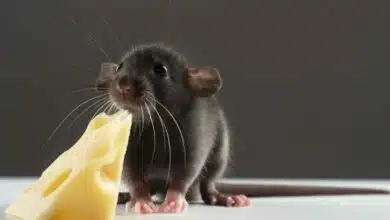 Un rat (de compagnie) qui mange un morceau de fromage.