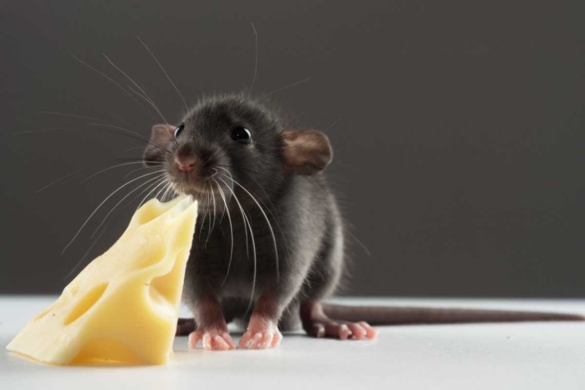 Un rat (de compagnie) qui mange un morceau de fromage.