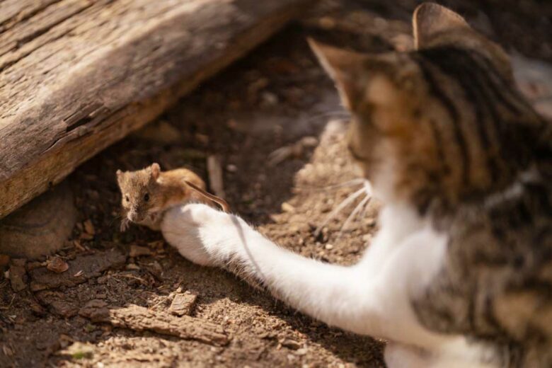 Un chat qui joue avec une souris.