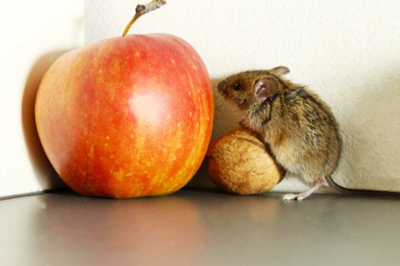 Une souris qui sent une pomme avant de croquer dedans.