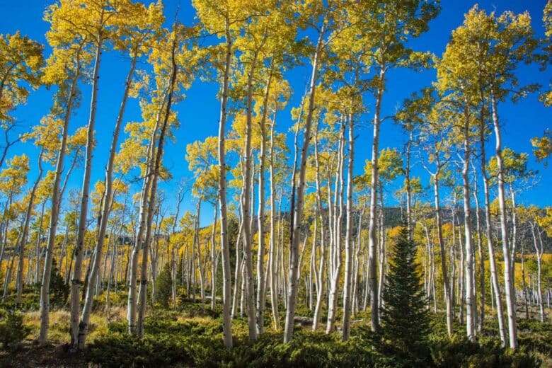 La forêt Pando en Utah est la plus vieille forêt clonale.