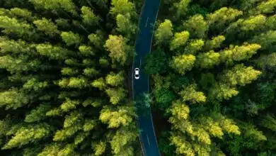 Une forêt clonale en Utah.