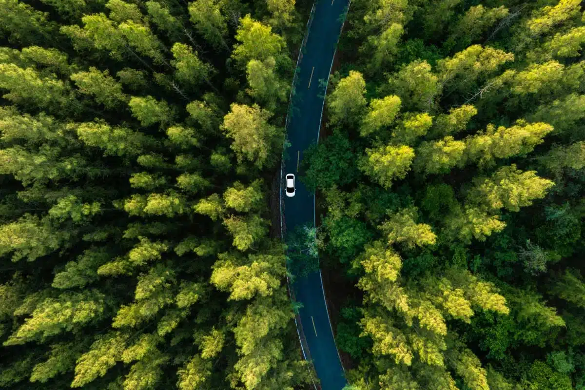 Une forêt clonale en Utah.