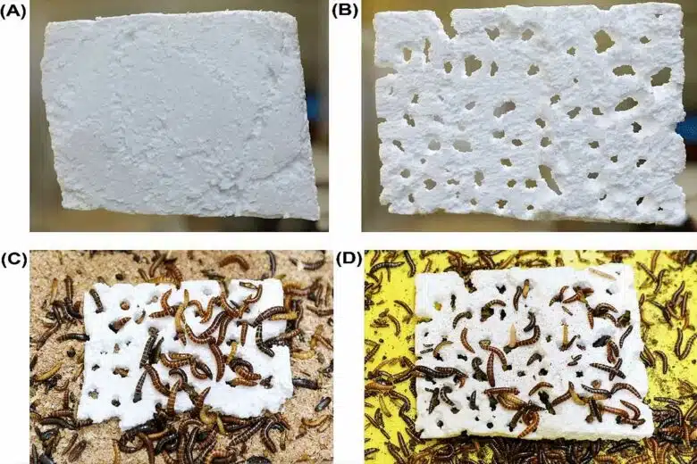 Différentes étapes de la recherche sur la digestion du polystyrène par des vers de farine.