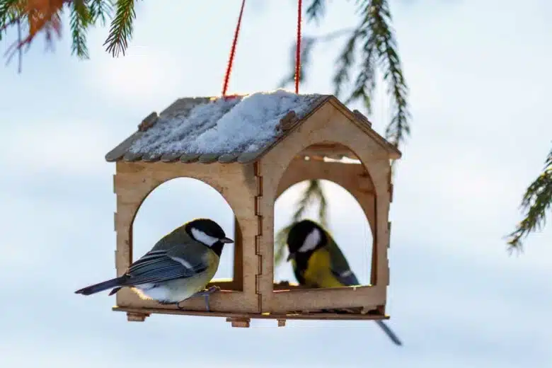 Deux oiseaux dans un abri en hiver.