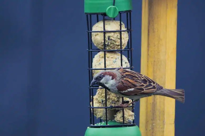 Un oiseau sur une mangeoire avec des boules de graisse.