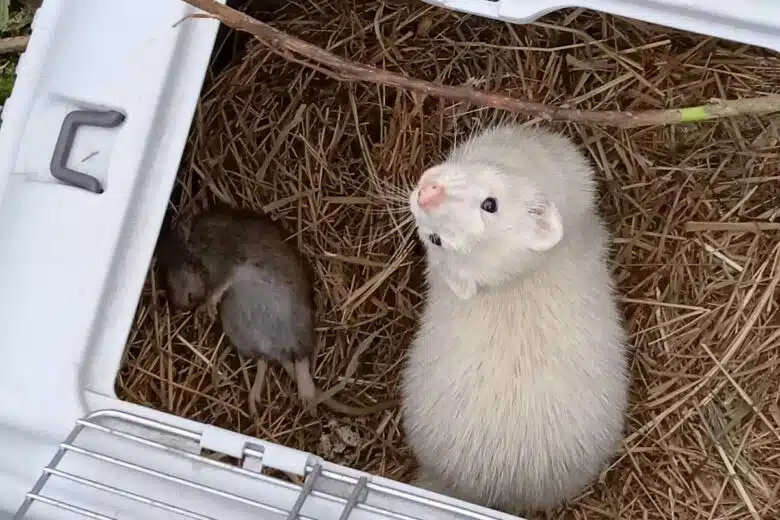 Un furet entrainé à la détection des rats.