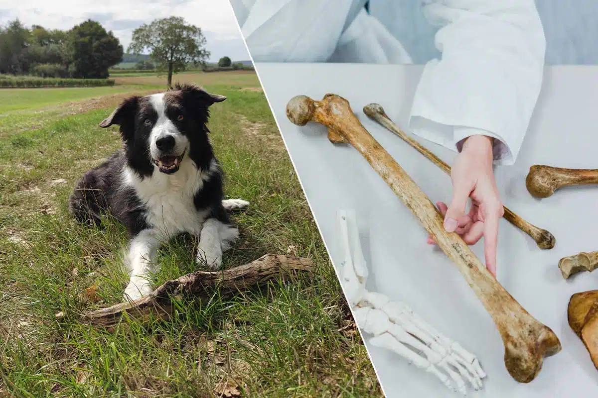 Un chien et des os humains.