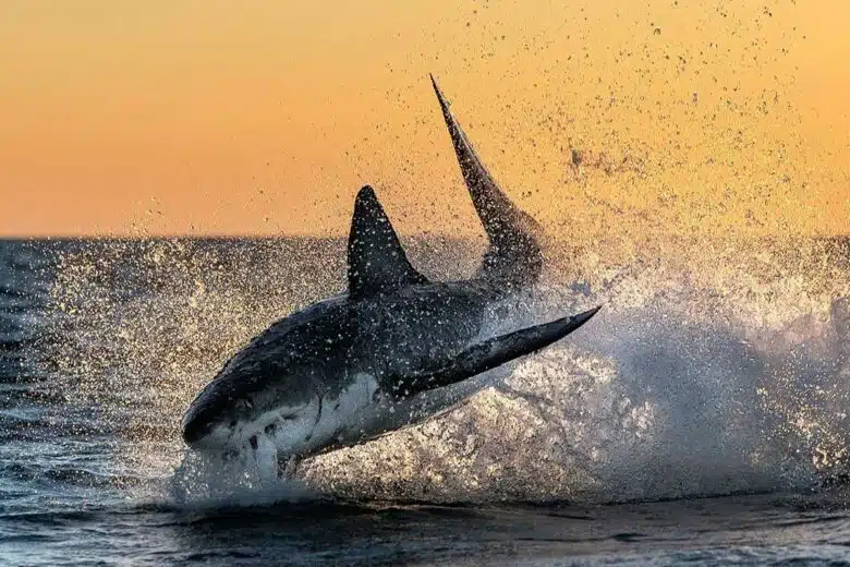 Une attaque de requin blanc.