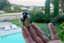 Nourrir les oiseaux en hiver est important car l'accès à la nourriture se fait plus rare et leurs besoins de calories est plus important.