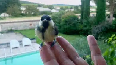 Nourrir les oiseaux en hiver est important car l'accès à la nourriture se fait plus rare et leurs besoins de calories est plus important.