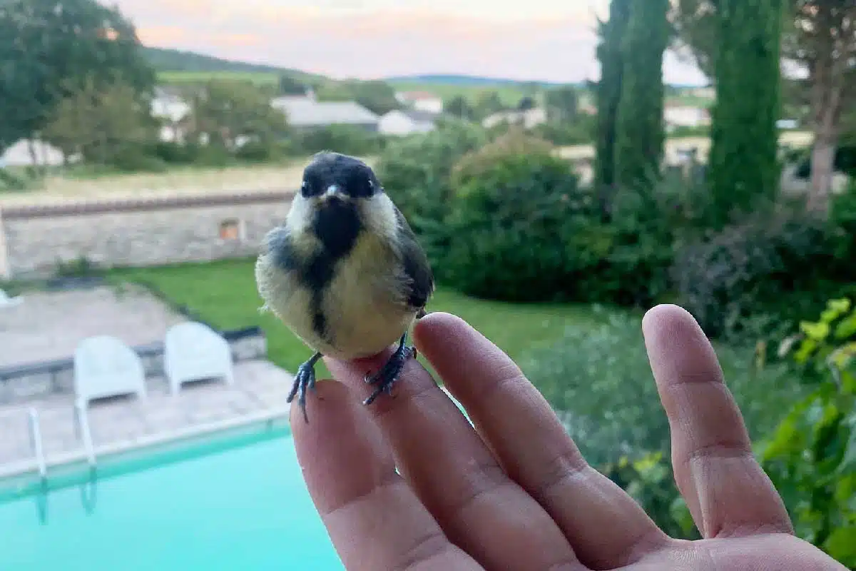 Nourrir les oiseaux en hiver est important car l'accès à la nourriture se fait plus rare et leurs besoins de calories est plus important.