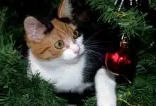 Un chat qui joue dans un sapin.