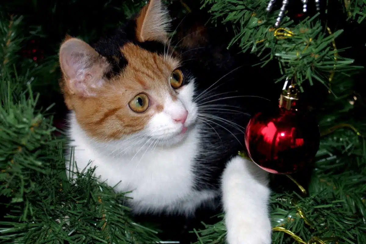 Un chat qui joue dans un sapin.