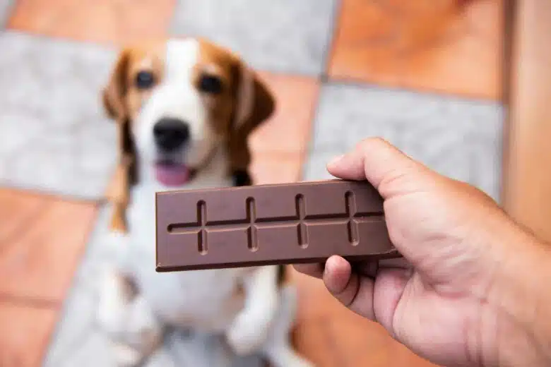 Un chien face à du chocolat.