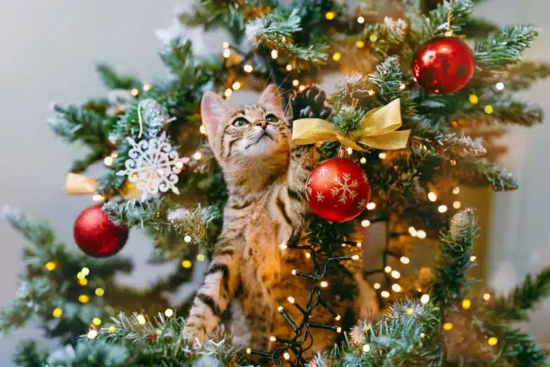 Un chat qui joue avec les décorations de Noël.