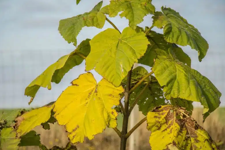 Des feuilles de paulownia malades.