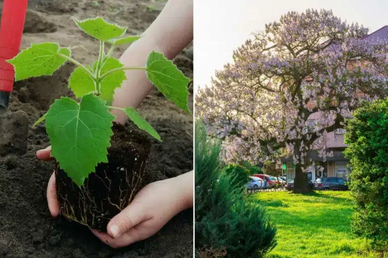 L'arbre paulownia lors de sa plantation et après croissance.