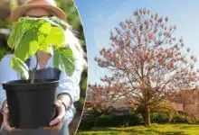 Une femme tend un pot avec une pousse de paulownia.