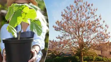 Une femme tend un pot avec une pousse de paulownia.