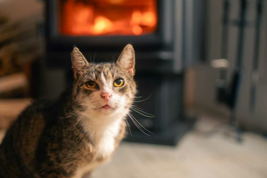 Un chat près d'un poêle à bois.