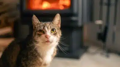 Un chat près d'un poêle à bois.